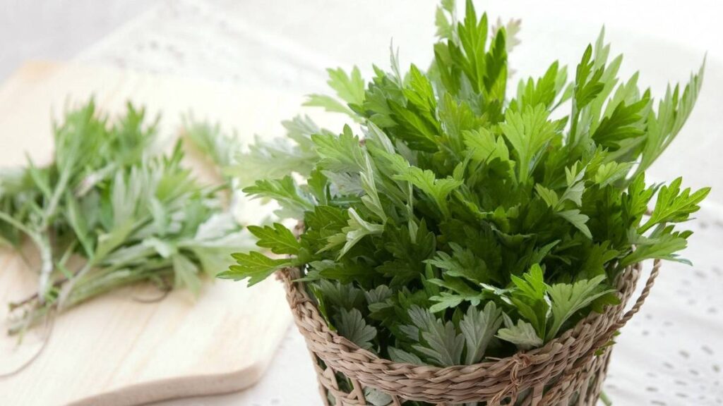 Gối ngải cứu - Bí quyết chăm sóc sức khỏe đơn giản, hiệu quả 2 Gối ngải cứu là gì