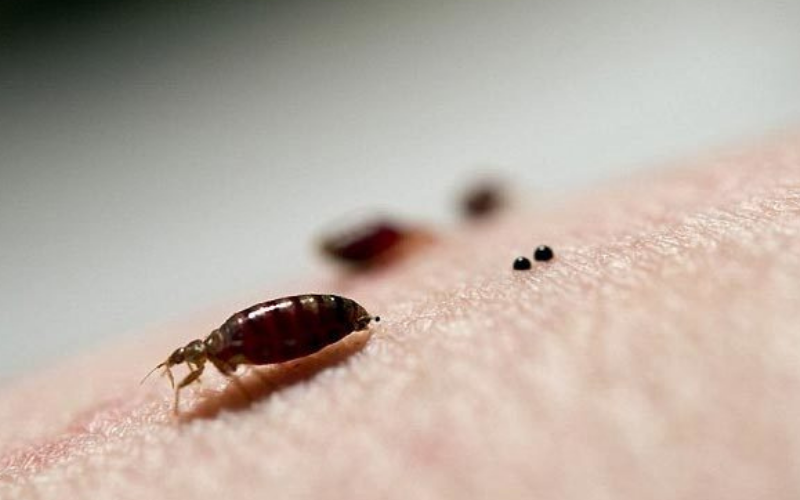 Nhận biết dấu hiệu bị rệp giường cắn và cách xử lý 2 Rệp giường (Cimex lectularius)