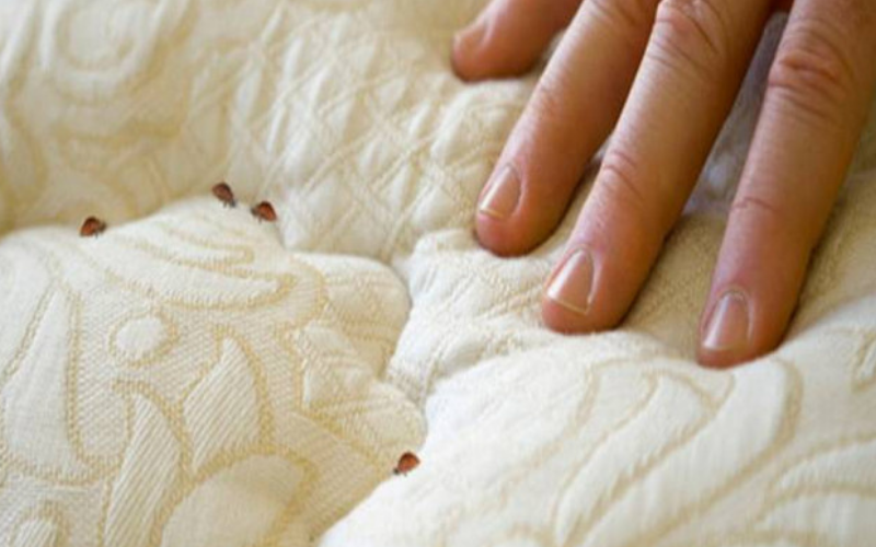 Rệp giường sợ mùi gì, cách phòng ngừa rệp giường hiệu quả? 2 Rệp giường sợ mùi gì?